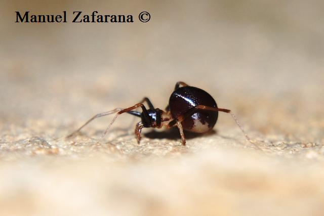 Zodarion sp.